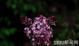 丁香花视频,探寻花朵中的生命奥秘